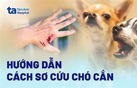 Chó Dại Cắn Người Xong Chó Có Chết Không